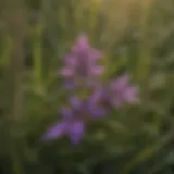 Close-up of purple weed in grass showcasing its vibrant color and leaf structure