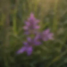 Close-up of purple weed in grass showcasing its vibrant color and leaf structure