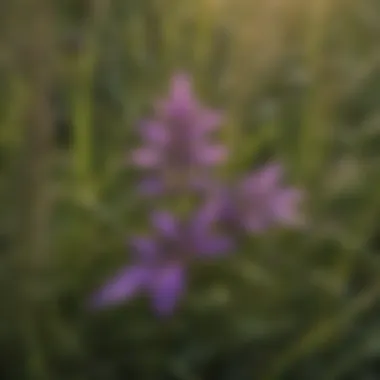 Vibrant Purple Weed in Grass Close-up of purple weed in grass showcasing its vibrant color and leaf structure