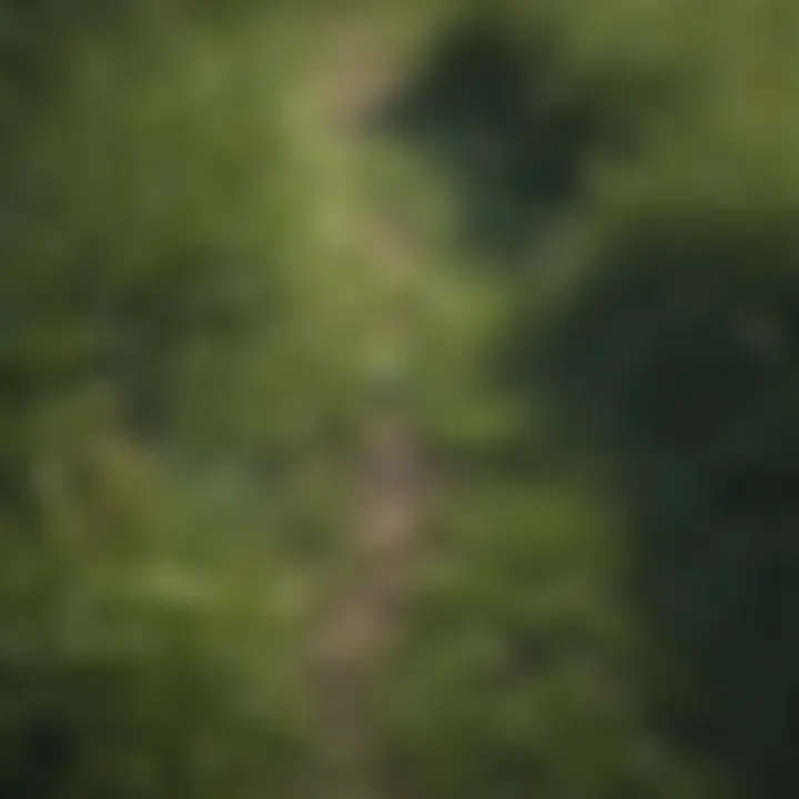Illustration of bare spots in a lawn
