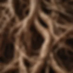 A close-up view of Roots Organic Coco Coir showcasing its texture and fibrous structure.