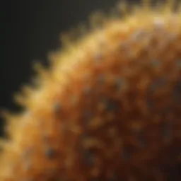 A close-up view of pollen grains under a microscope