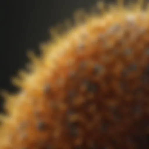 A close-up view of pollen grains under a microscope