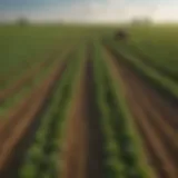 A lush agricultural field showcasing healthy crops thriving after simultaneous application of herbicides and fertilizers.