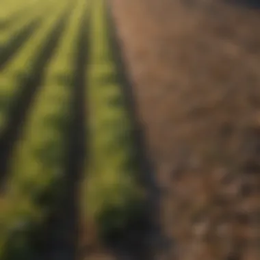 Agricultural field showcasing various sod types.