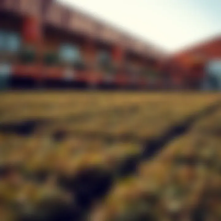 Sod Squares at Home Depot: A Comprehensive Overview Summary