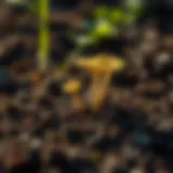 Soil Fungus Killer: Understanding, Prevention, and Control Strategies Introduction