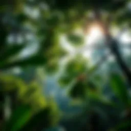 Lush green canopy of a rainforest showcasing biodiversity