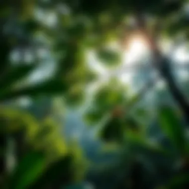 Biodiversity in the Rainforest Canopy Lush green canopy of a rainforest showcasing biodiversity