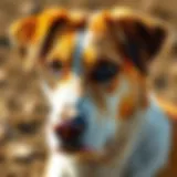 Strategies for Preventing Brown Spots from Dog Urine Introduction