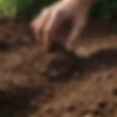 Close-up of soil with a hand digging, showcasing soil assessment techniques.