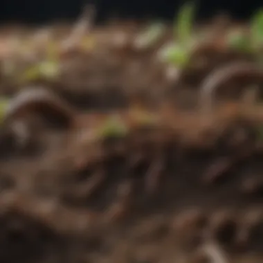 Healthy Soil and Sustainability A close-up of rich, healthy soil with organic matter and earthworms, emphasizing sustainability.