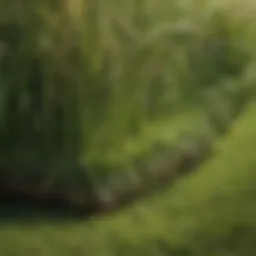 A close-up view of healthy grass alongside a patch of thatch buildup, showcasing the contrast in lawn health.