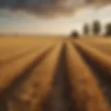 A serene landscape showcasing golden fields during harvest season.
