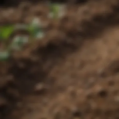 A close-up view of healthy soil enriched with organic nutrients, displaying its texture and biodiversity.