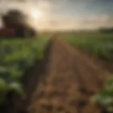 A vibrant field showcasing diverse crops nourished through sustainable fertilization methods.