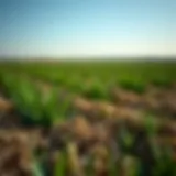 Graph illustrating commodity price fluctuations