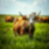 Vibrant pasture showcasing healthy grass-fed livestock