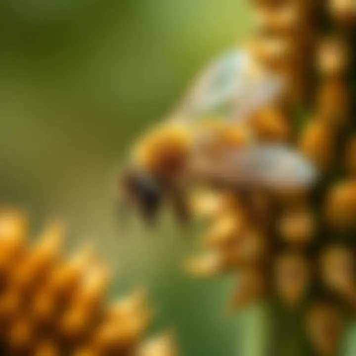 Notable The Essential Role of Bees in Crop Pollination