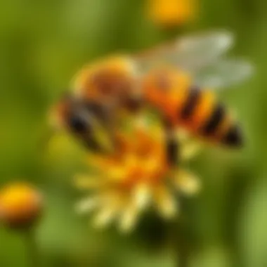 The Essential Role of Bees in Crop Pollination Summary The Essential Role of Bees in Crop Pollination Summary
