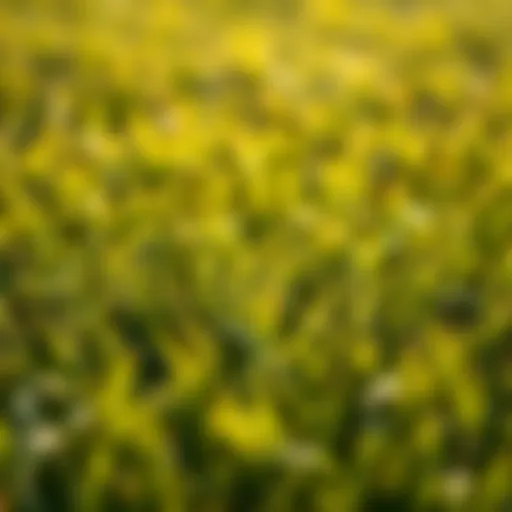 The Experience of Lawn Textures: Exploring Grass that Mimics Carpet Introduction