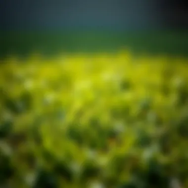 The Experience of Lawn Textures: Exploring Grass that Mimics Carpet Summary