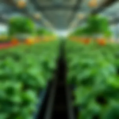 Thriving Crops in a Hydroponic Environment Diverse crops thriving in a hydroponics system