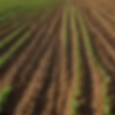 Crop Yield Variations and Climate Factors Infographic showing crop yield variations due to climate factors