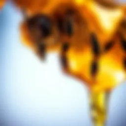 The Multifaceted Nature of Honey Bee Honey Introduction