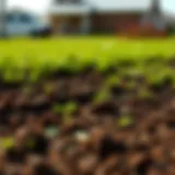 The Optimal Choices for Sod in Central Florida Introduction