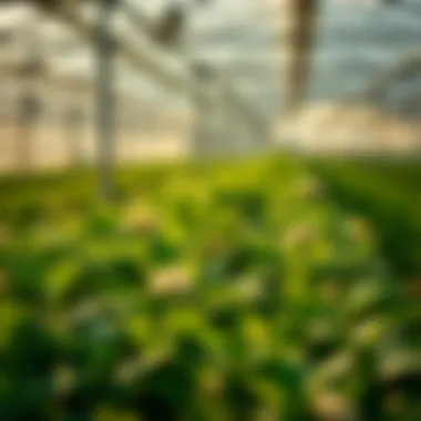 Modern technologies enhancing nitrogen fertilizer efficiency