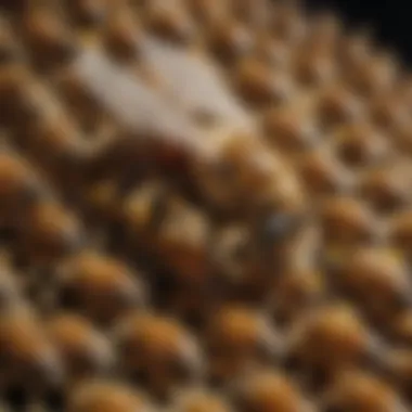 Role of the Queen Bee in Hive Dynamics Diagram illustrating the role of the queen bee in hive dynamics