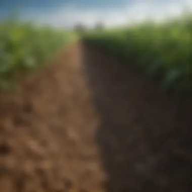 Healthy Soil Enriched by Corn Cover Crop Healthy soil enriched by corn cover crop