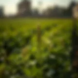 The Role of Paraquat in Crop Management: Applications and Considerations Introduction