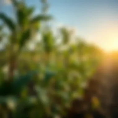 The Role of Paraquat in Crop Management: Applications and Considerations Summary The Role of Paraquat in Crop Management: Applications and Considerations Summary