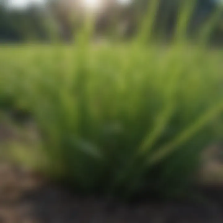 Close-up of healthy Bermuda grass blades