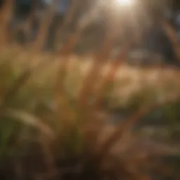 Close-up of brown grass blades under spring sunlight