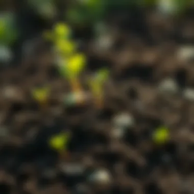 Illustration showing the components of organic soil