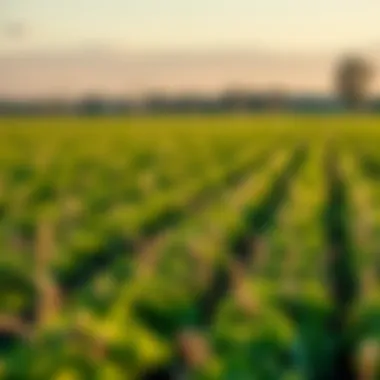 Enhanced Growth in Agricultural Fields A lush agricultural field benefiting from optimized climate control