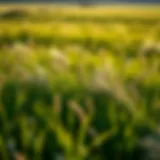 Understanding Elite Grass: An In-Depth Exploration Introduction
