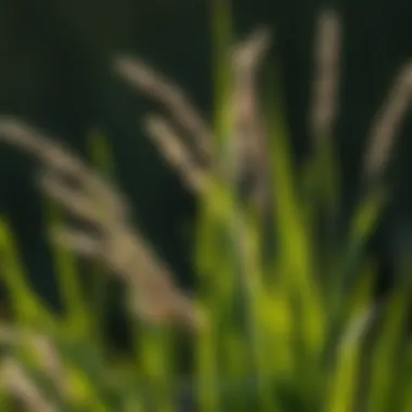 Understanding Elite Grass: An In-Depth Exploration Summary Understanding Elite Grass: An In-Depth Exploration Summary