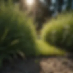 Close-up of lush roll out grass with vibrant color