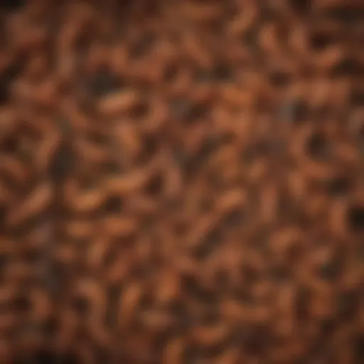 Lifecycle stages of Florida grub worms