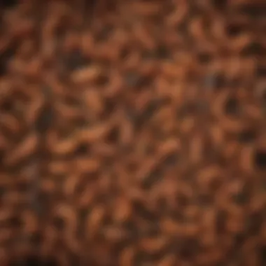 Lifecycle of Florida Grub Worms Lifecycle stages of Florida grub worms
