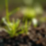 Close-up view of germinating grass seeds in soil