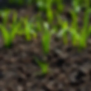 Nutrient-Rich Soil for Grass Healthy soil rich in nutrients for grass growth