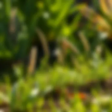 Optimal Conditions for Grass Growth Sunny garden demonstrating optimal growth conditions