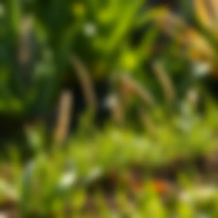 Optimal Conditions for Grass Growth Sunny garden demonstrating optimal growth conditions