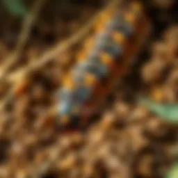 Understanding Grub Worms: Lifecycle, Impact, and Management Introduction