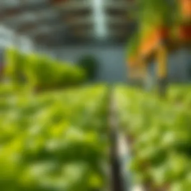 Environmental Benefits of Hydroponics A visual representation of the environmental benefits of hydroponic gardening.